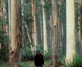 Blue Gum Forest - Accommodation Mount Tamborine