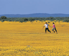 Wildflowers of the Mid West - New South Wales Tourism 