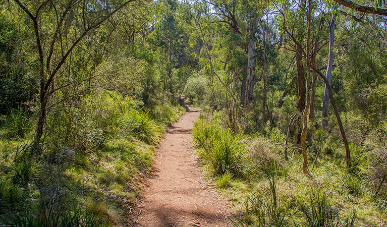 Mares Forest Creek walking track - Tourism Canberra