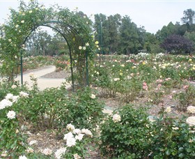 Victoria Park Rose Garden - Accommodation Nelson Bay
