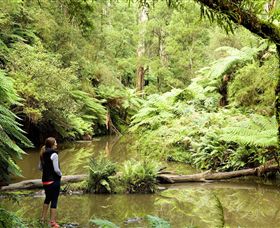 Morwell National Park - Attractions