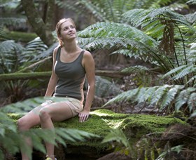 Barrington Tops National Park - Honeysuckle Forest Track - Tourism Adelaide