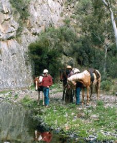 Yarramba Horse Riding - Accommodation Mount Tamborine