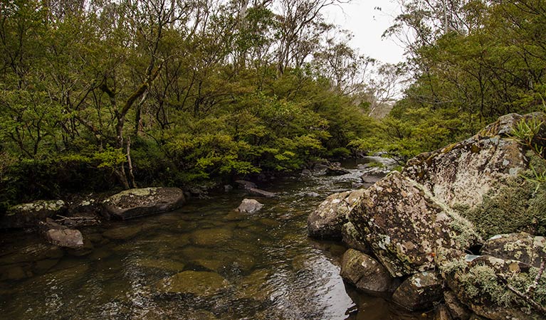 River walking track - Accommodation Mount Tamborine