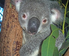Hunter Valley Zoo - Attractions Brisbane