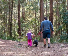 Olney State Forest - Watagan Mountains - Accommodation Redcliffe