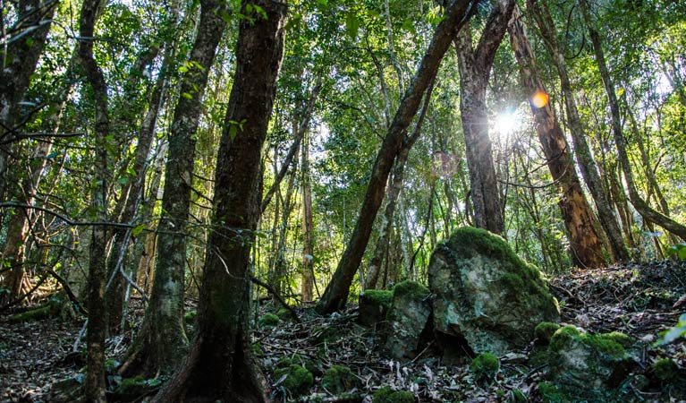 Copeland Tops State Conservation Area - Tourism Cairns
