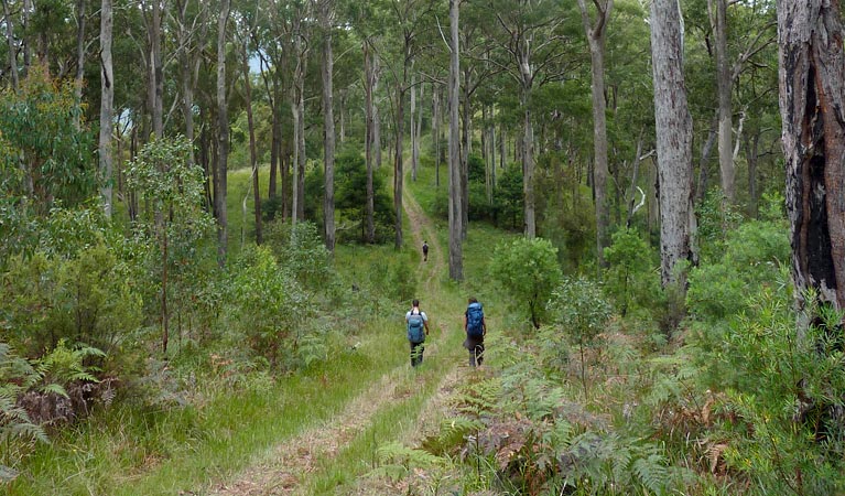 The Green Gully track - Find Attractions
