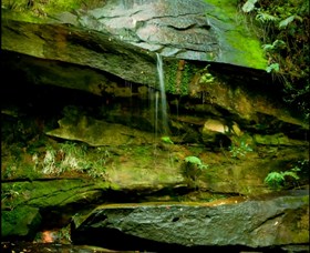 Strickland State Forest - Find Attractions