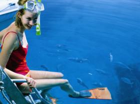 Roy Rufus Artificial Reef Dive Site - Surfers Gold Coast