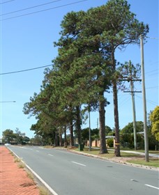 Anzac Memorial Avenue, Redcliffe - thumb 1
