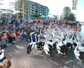 Pelican Feeding - Accommodation Redcliffe