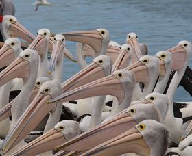 Pelican Feeding - thumb 4