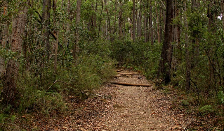 Pigeon House Mountain Didthul walking track - Attractions