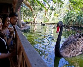 Nura Diya Aboriginal Wildlife Tour At Taronga Zoo - thumb 3