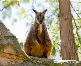 Nura Diya Aboriginal Wildlife Tour At Taronga Zoo - thumb 2