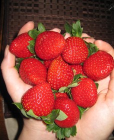 The Strawberry Farm - Brisbane Tourism