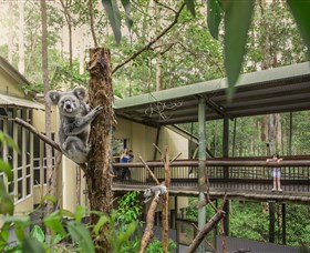 Daisy Hill Koala Centre - Find Attractions