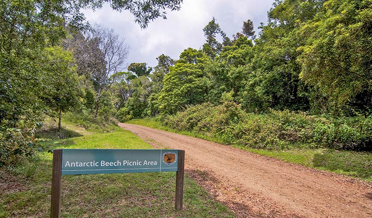 Antarctic Beech picnic area - Northern Rivers Accommodation
