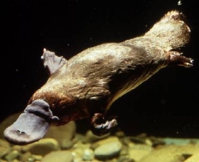 Platypus Pool - Tourism Canberra