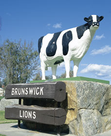 Brunswick Cow - thumb 0