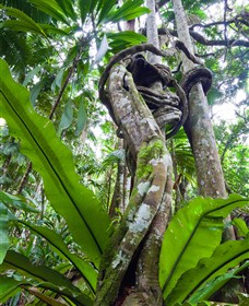Tamborine Rainforest Skywalk - Find Attractions