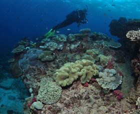 Flinders Reef Dive Site - thumb 2