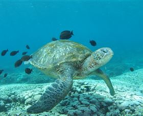 Flinders Reef Dive Site - Find Attractions