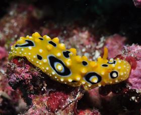 Flinders Reef Dive Site - thumb 1