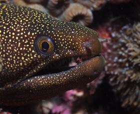 Flinders Reef Dive Site - thumb 3