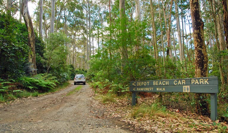 Depot Beach Rainforest Walk - thumb 1