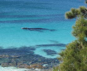 Jervis Bay Marine Park - New South Wales Tourism 