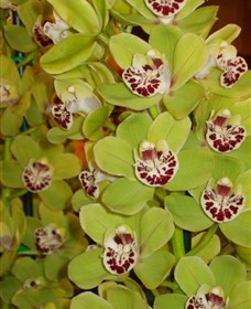 Tinonee Orchid Nursery - thumb 1