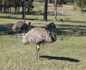 Glen Ian Ostrich and Emu Farm - Find Attractions