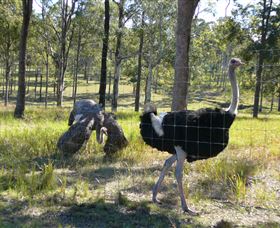 Glen Ian Ostrich And Emu Farm - thumb 2