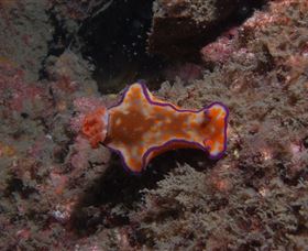 Tangalooma Wrecks Dive Site - thumb 1