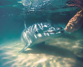 Tangalooma Dolphin Feeding - thumb 1
