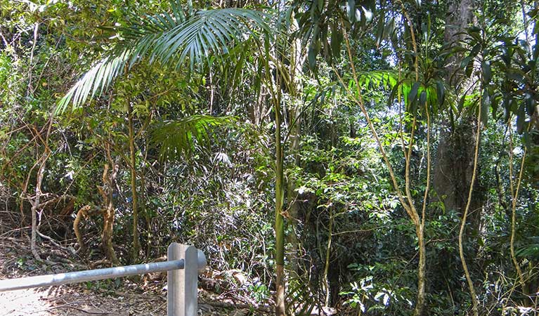 Goorgana walking track - New South Wales Tourism 