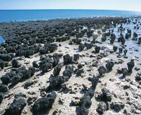 Hamelin Pool Stromatolites - thumb 1