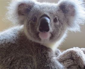 Koala Care Centre in Lismore - Tourism Cairns