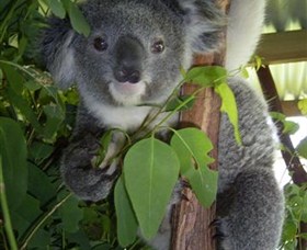 Koala Care Centre In Lismore - thumb 4
