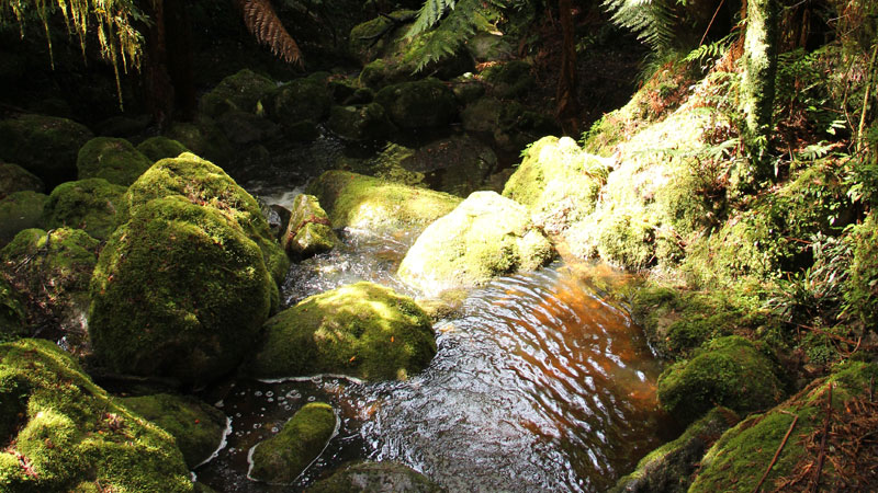 South East Forests National Park - Find Attractions