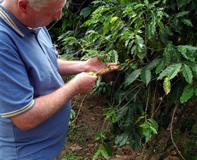 Wombah Coffee Plantation - Accommodation Yamba