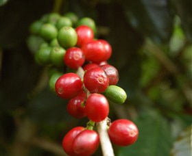 Wombah Coffee Plantation - thumb 2