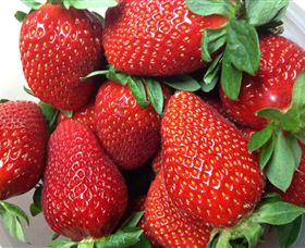 Ricardoes Tomatoes and Strawberries Farm - Accommodation Rockhampton