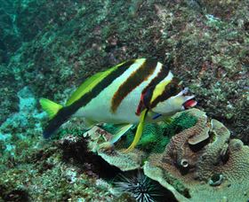Palm Beach Reef Dive Site - Surfers Gold Coast