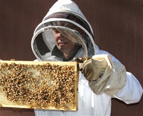 Superbee Honeyworld Gold Coast - thumb 1
