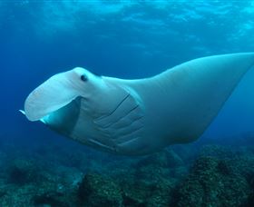 Manta Bommie Dive Site - Find Attractions