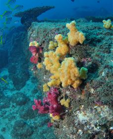 Shag Rock Dive Site - Tourism Cairns