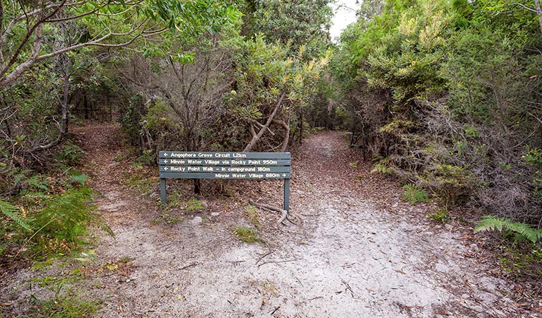 Angophora grove walking track - Accommodation Yamba